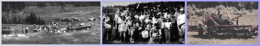 Early Days of Blueberry Picking