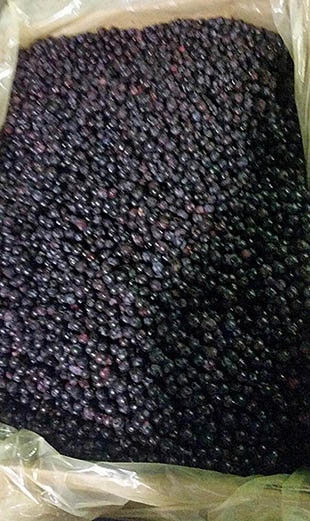 Blueberry Processing